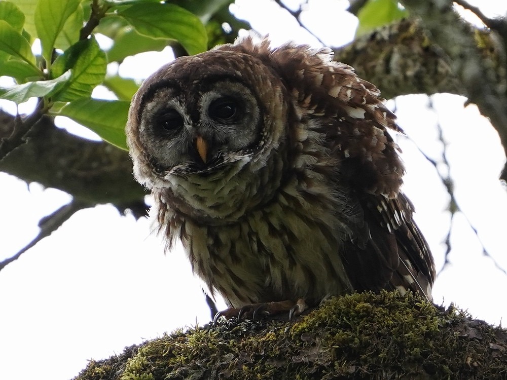 Fulvous Owl - Carlos Ulate