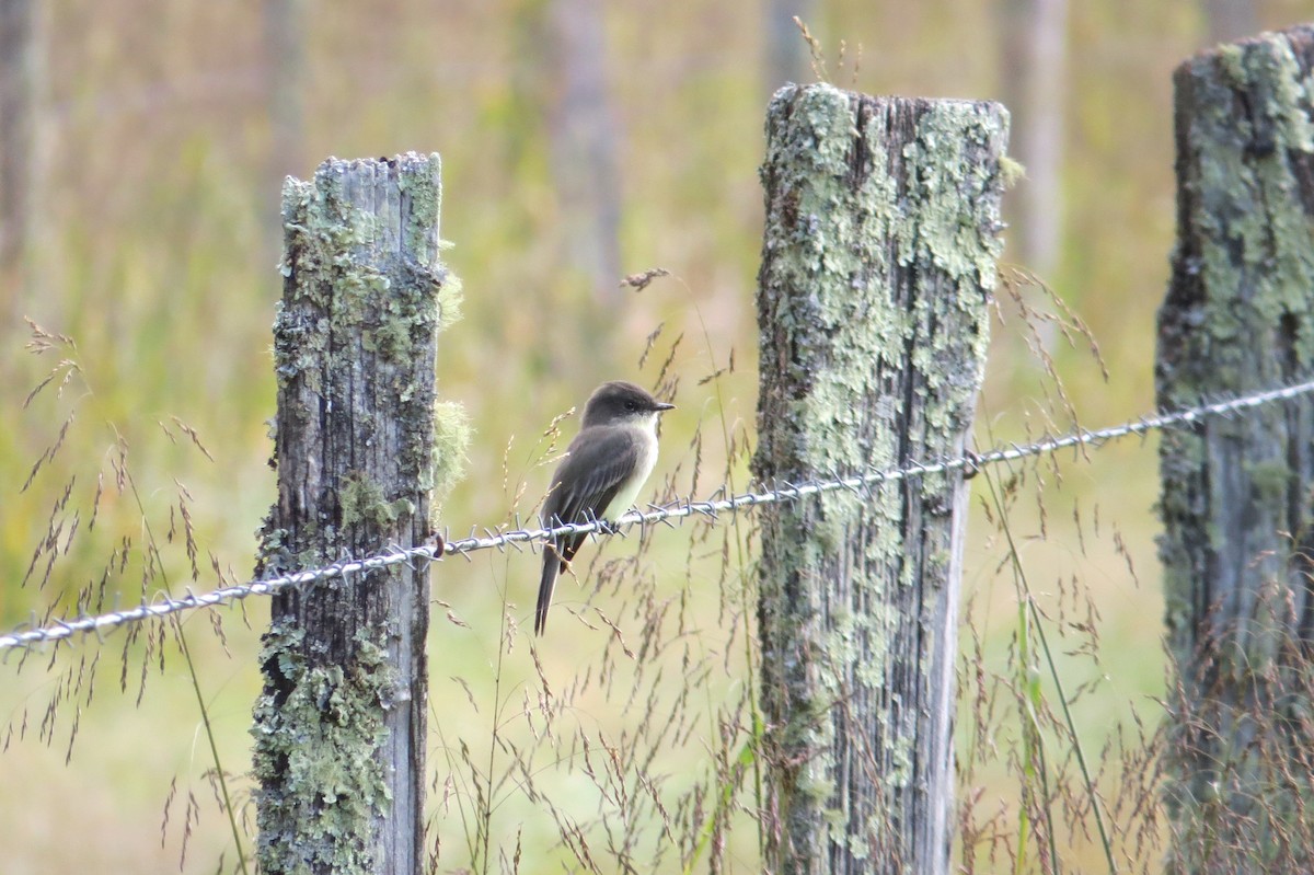 eBird Checklist 3 Oct 2016 Cades Cove, Sparks Lane 20 species