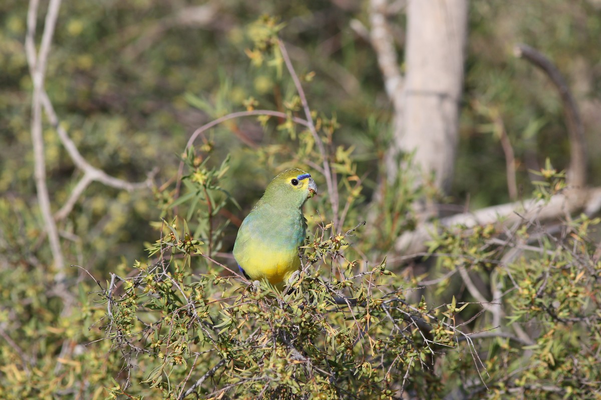 Blue-winged Parrot - ML539159191