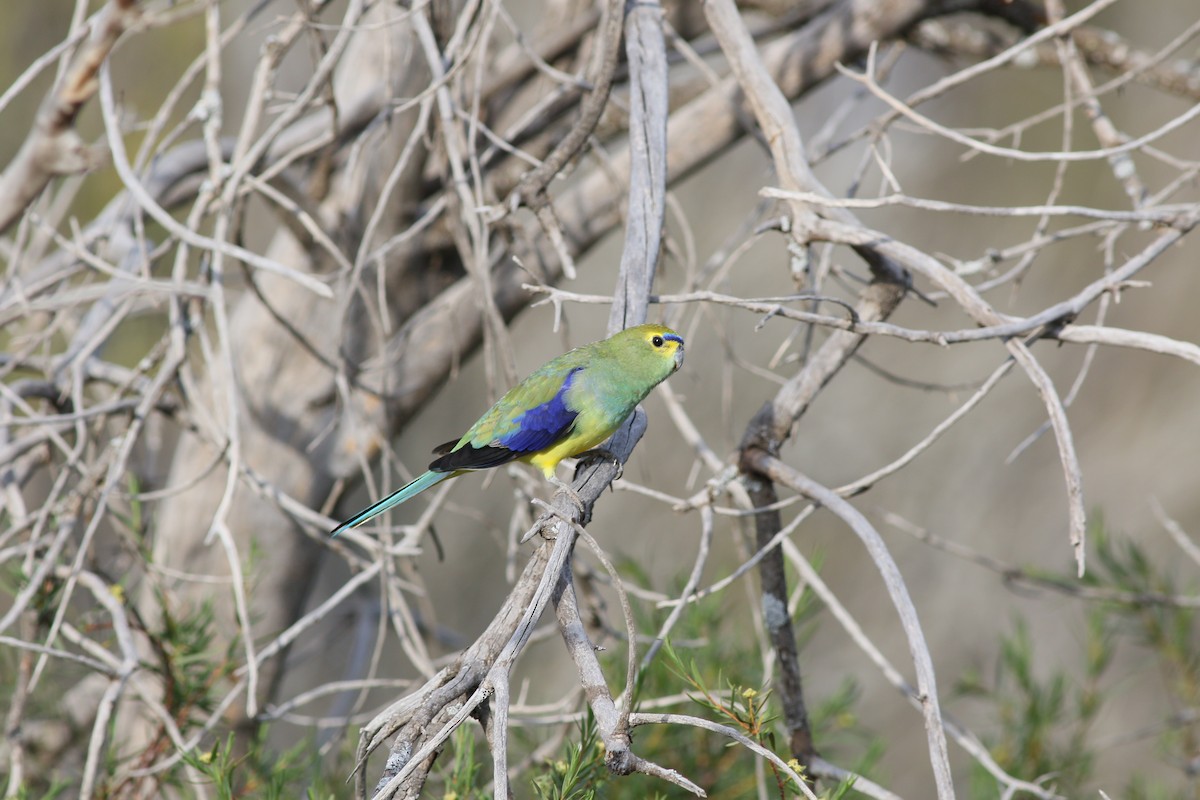 Blue-winged Parrot - Giles Daubeney