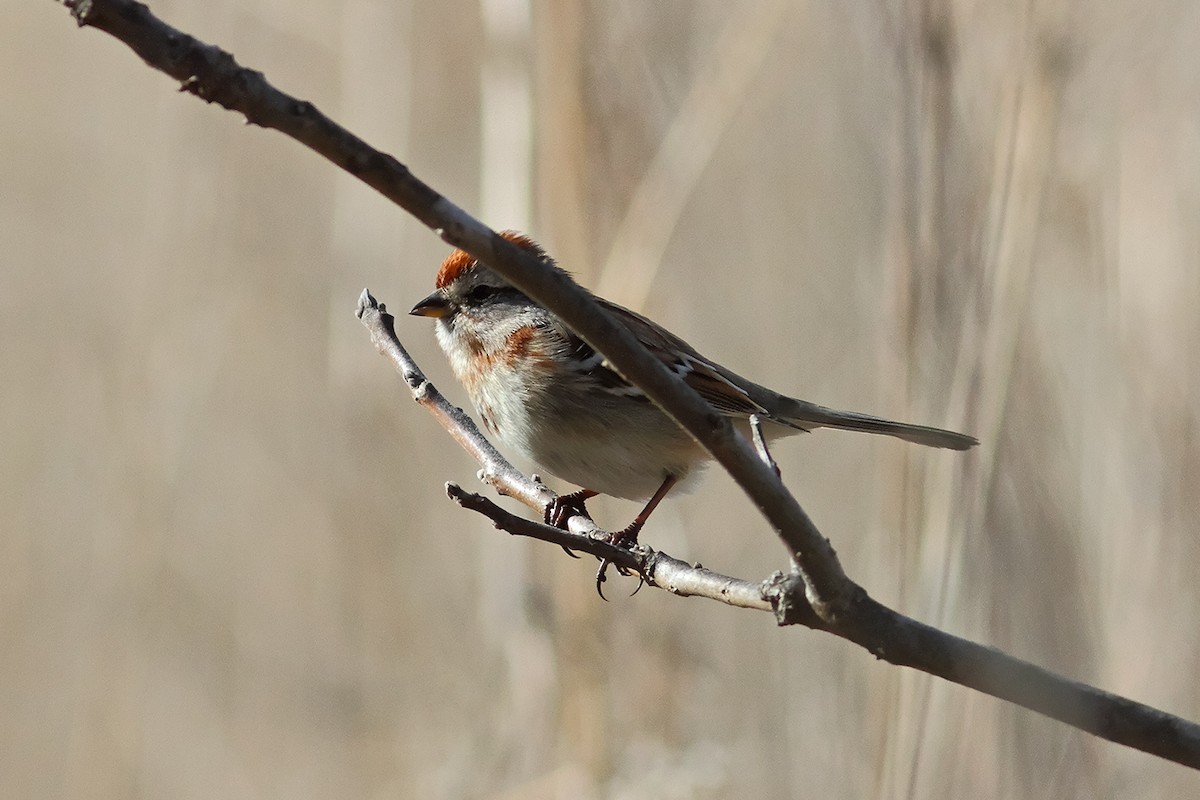 American Tree Sparrow - ML539160901
