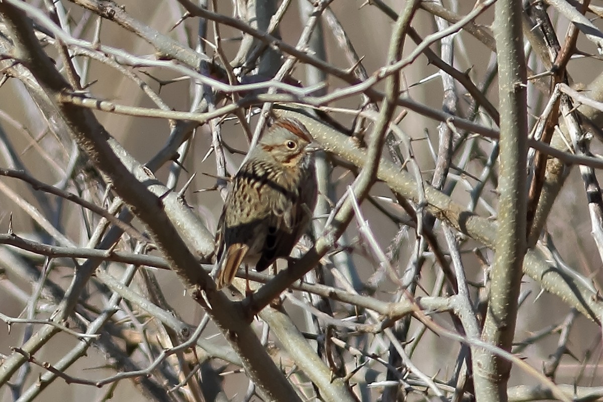 American Tree Sparrow - ML539160921