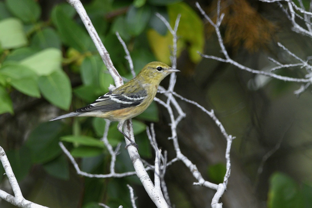 Bay-breasted Warbler - ML539161741