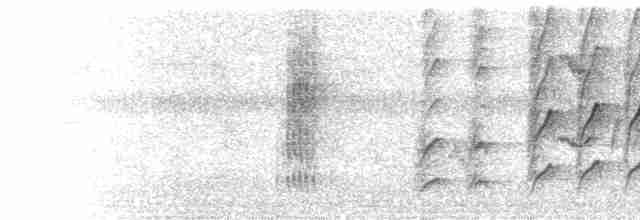  - Australian Spectacled Monarch (Western)