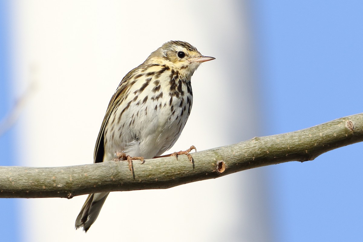 Olive-backed Pipit - ML539167931