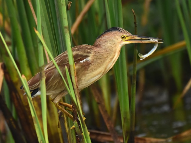 Bird feeding on fish. - Yellow Bittern - 