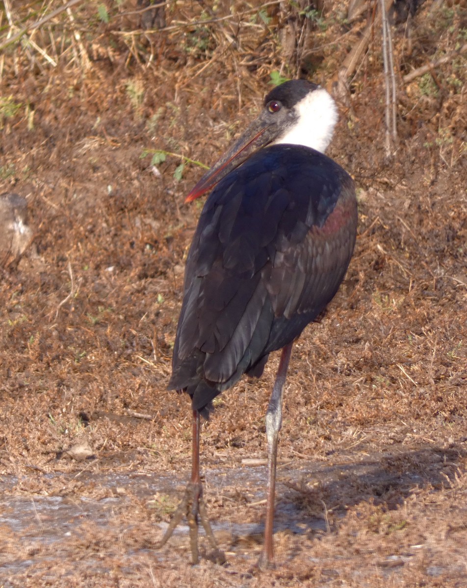 Asian Woolly-necked Stork - ML539169711