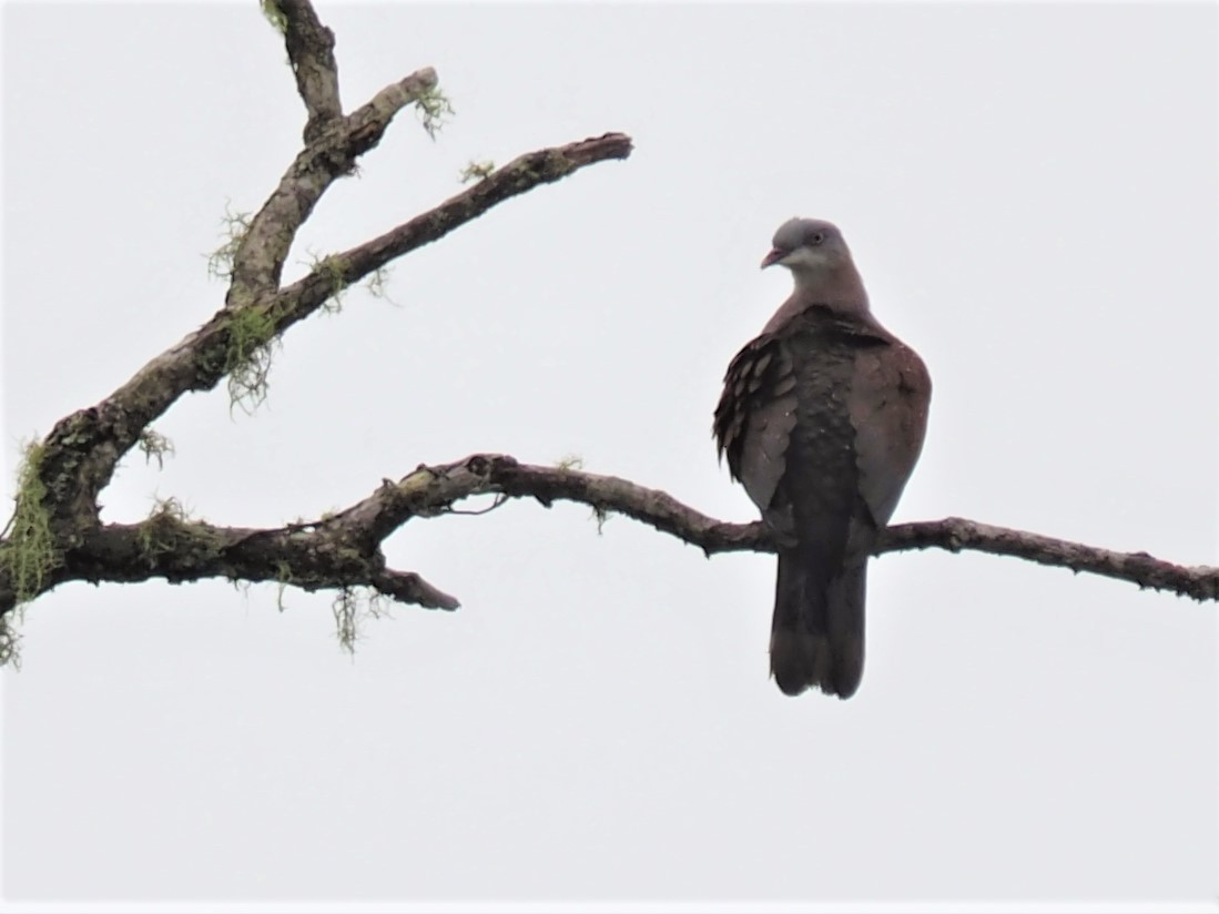 Mountain Imperial-Pigeon - ML539171701