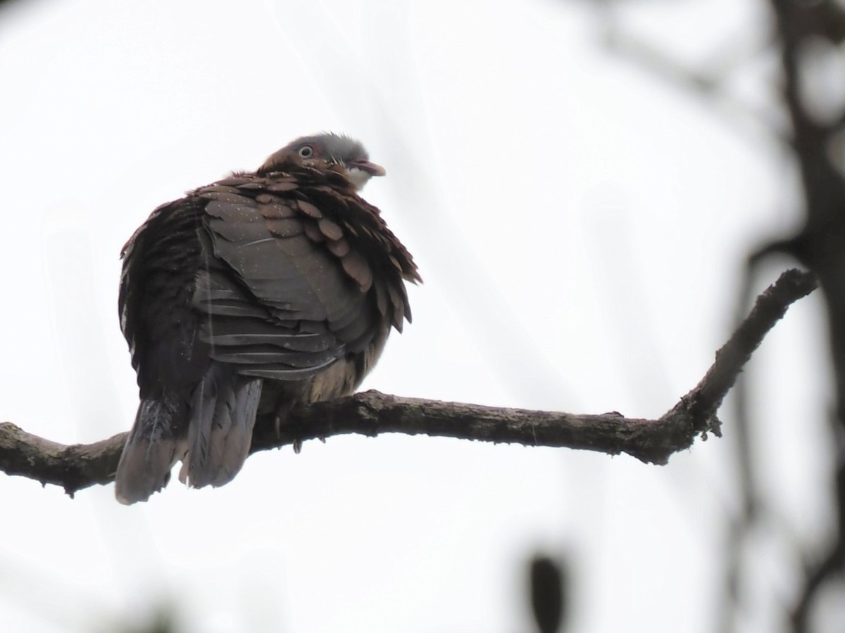 Mountain Imperial-Pigeon - ML539171721