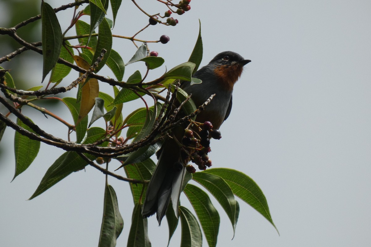 Rufous-throated Solitaire - ML539171991