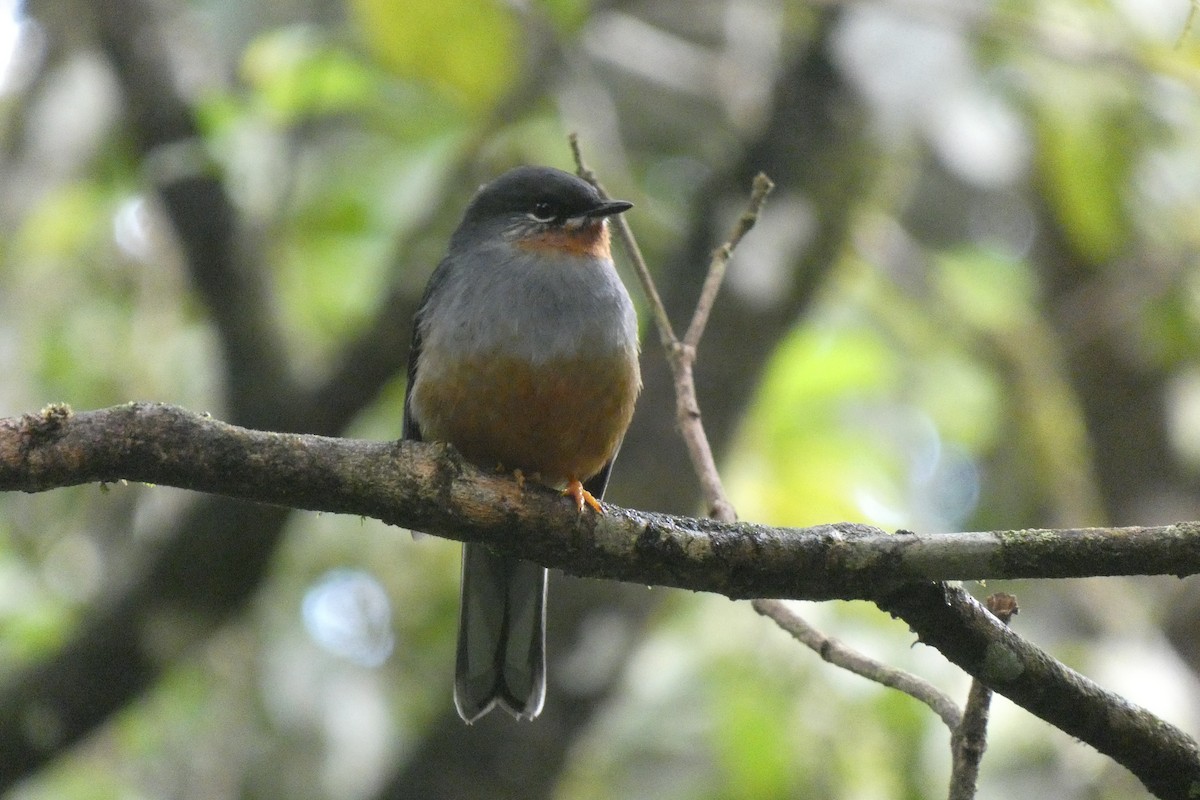 Rufous-throated Solitaire - Pierre-Paul EVRARD