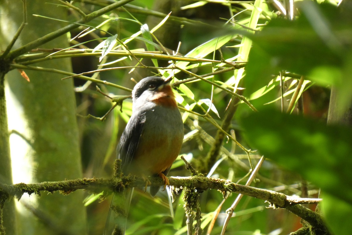 Rufous-throated Solitaire - ML539172051