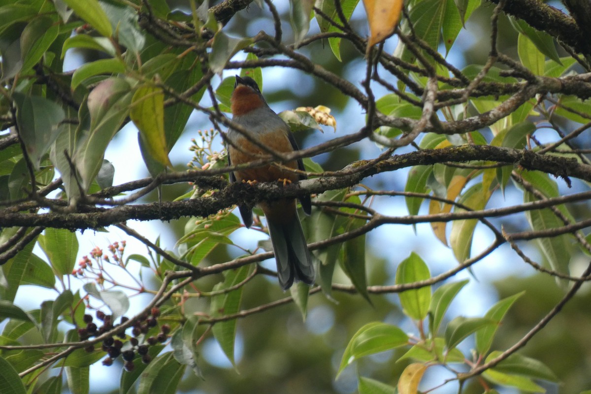 Rufous-throated Solitaire - ML539172061