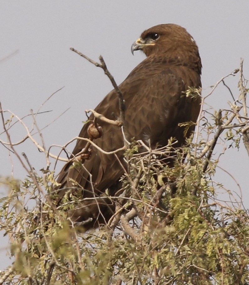 Indian Spotted Eagle - Connie Lintz