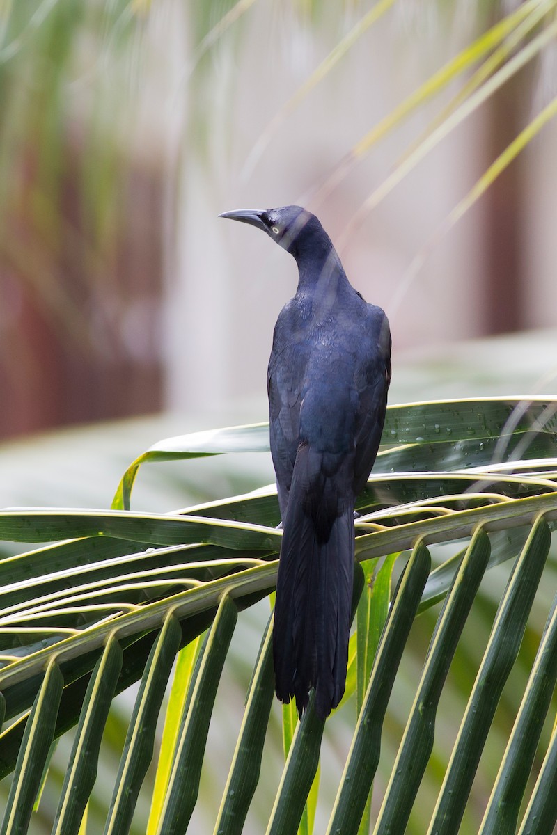 Great-tailed Grackle - ML539175401