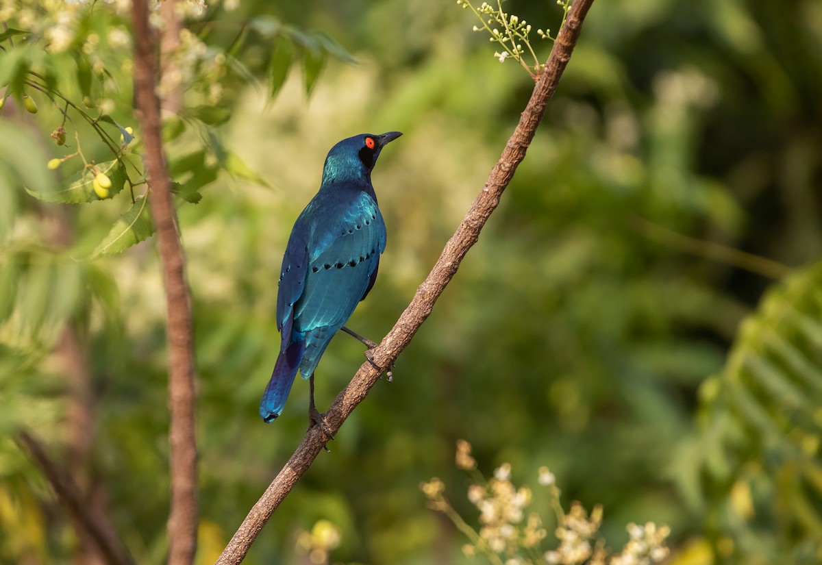 Bronze-tailed Starling - ML539175881