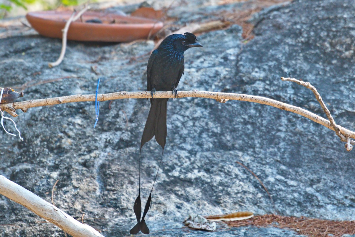 Greater Racket-tailed Drongo - ML539176701