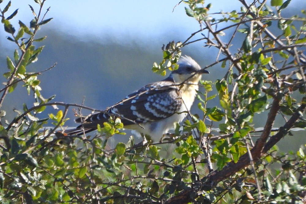 Great Spotted Cuckoo - ML539178871
