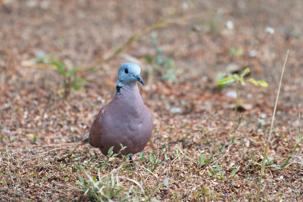Red Collared-Dove - ML539178991