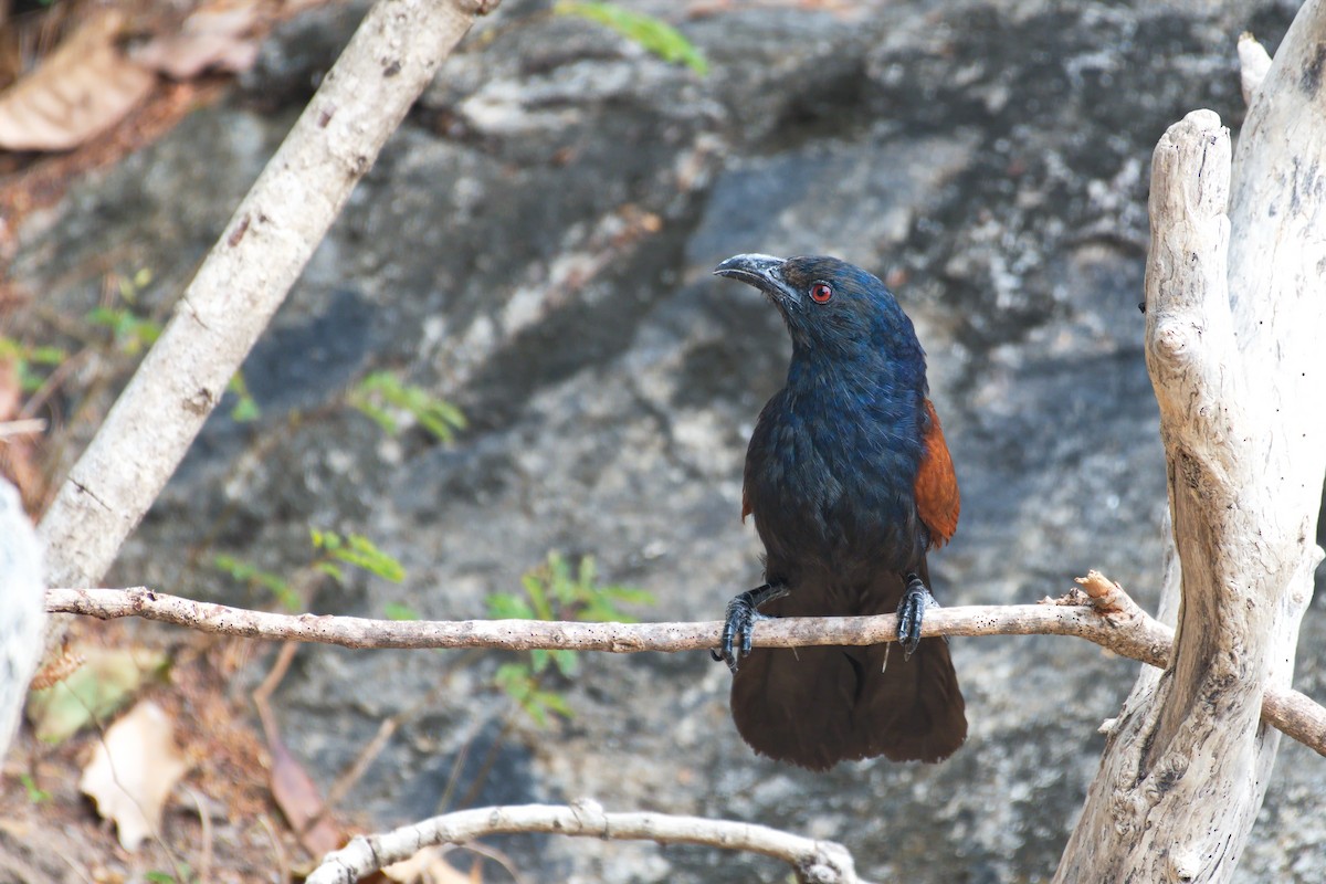 Greater Coucal - ML539179021