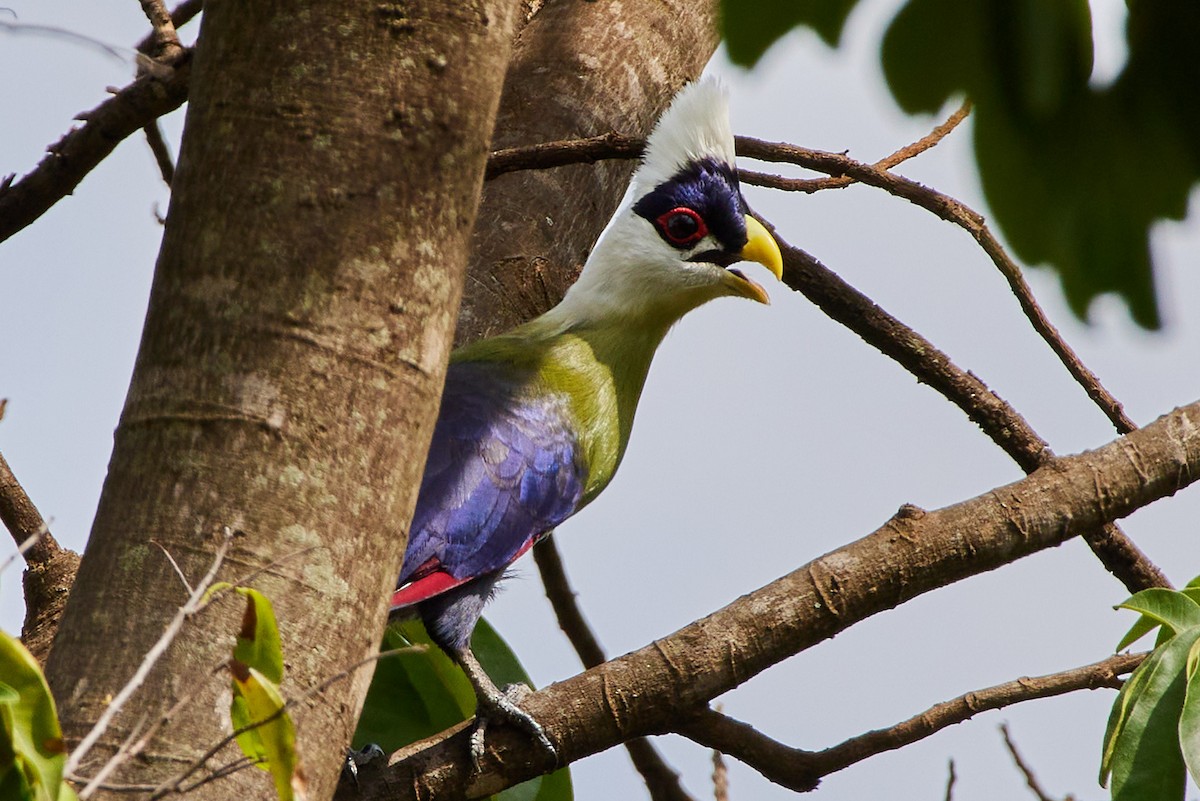 White-crested Turaco - ML539181081