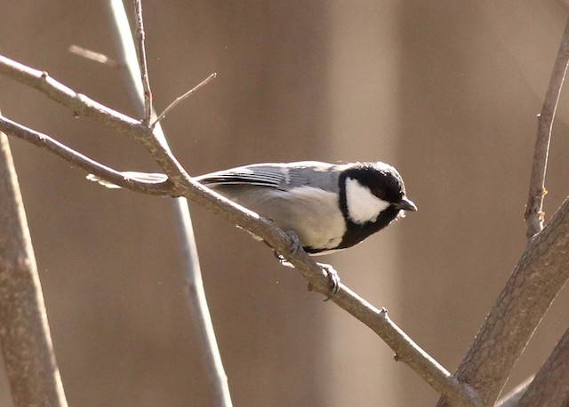 Adult lateral view (subspecies <em class="SciName notranslate">ferghanensis</em>). - Great Tit (Turkestan) - 