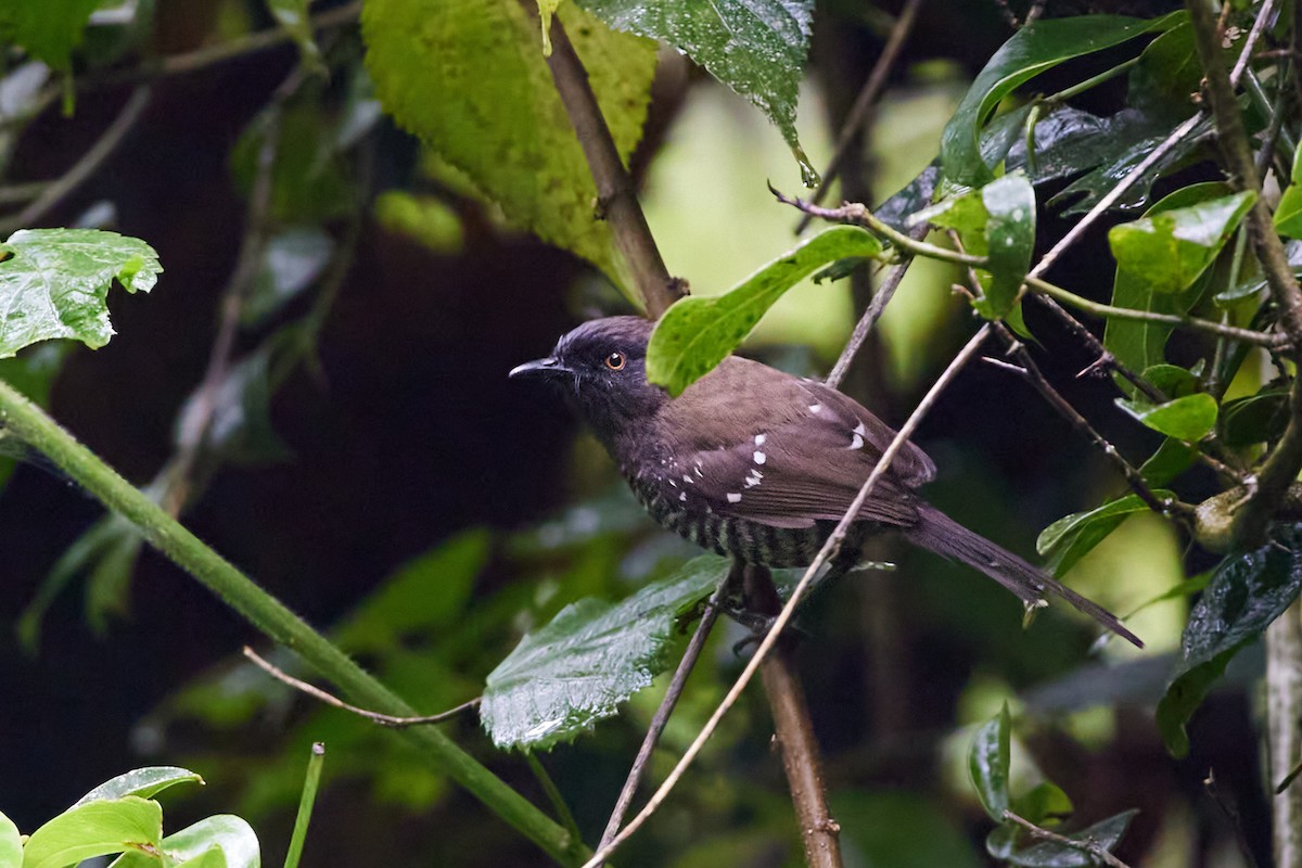 Banded Prinia - ML539183831