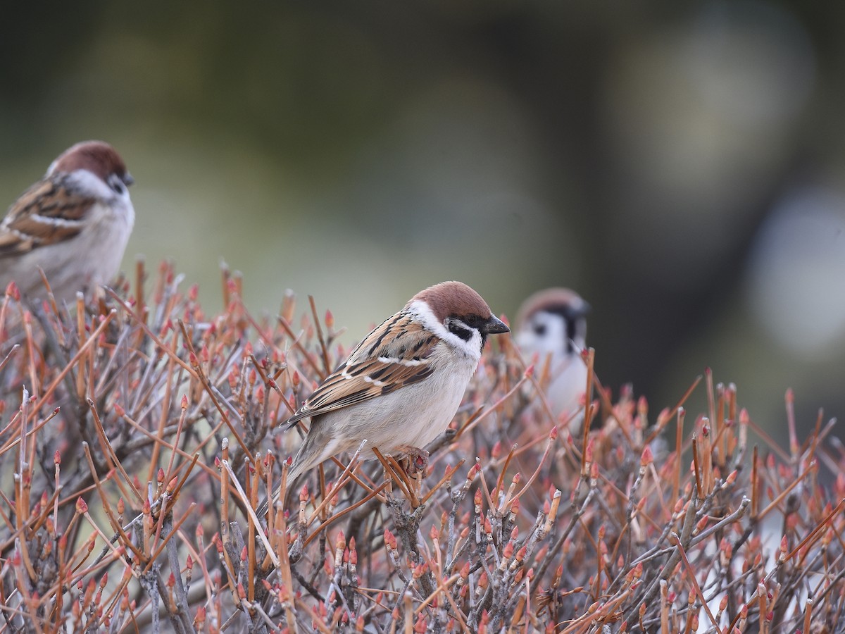 Eurasian Tree Sparrow - ML539187491