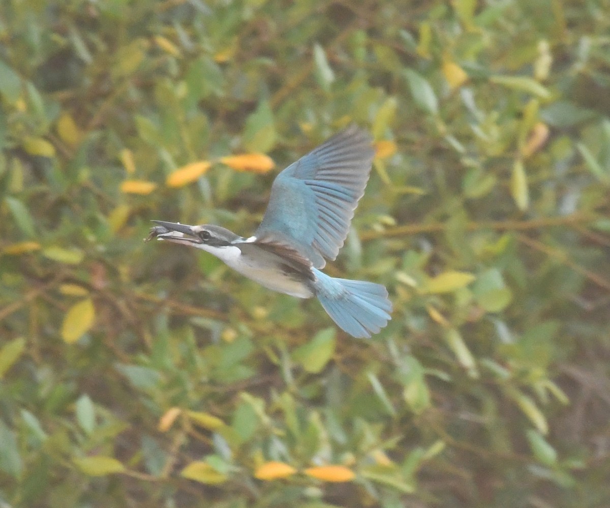 Collared Kingfisher (Arabian) - ML539188711