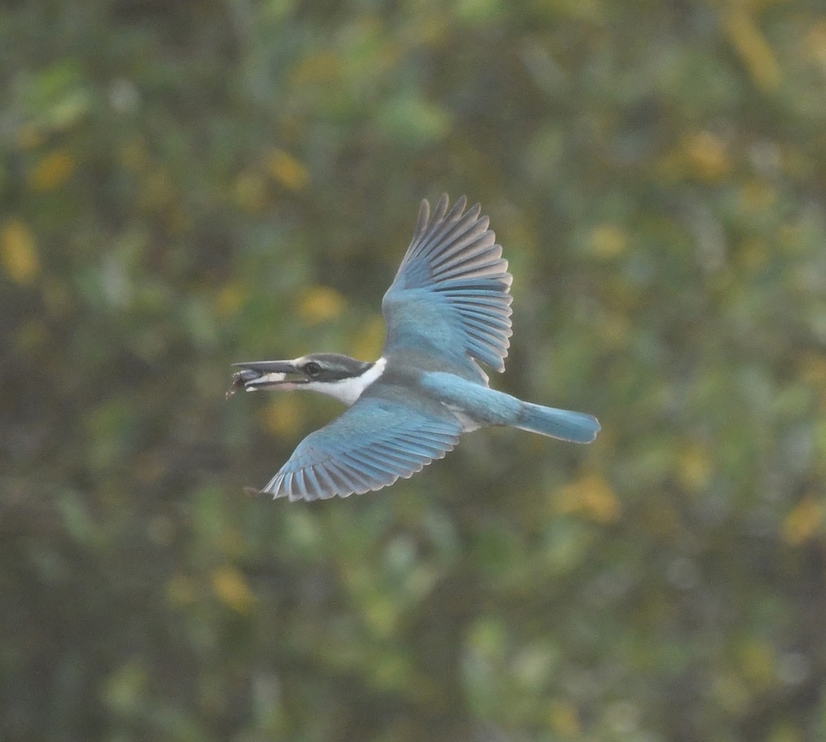Collared Kingfisher (Arabian) - ML539188751
