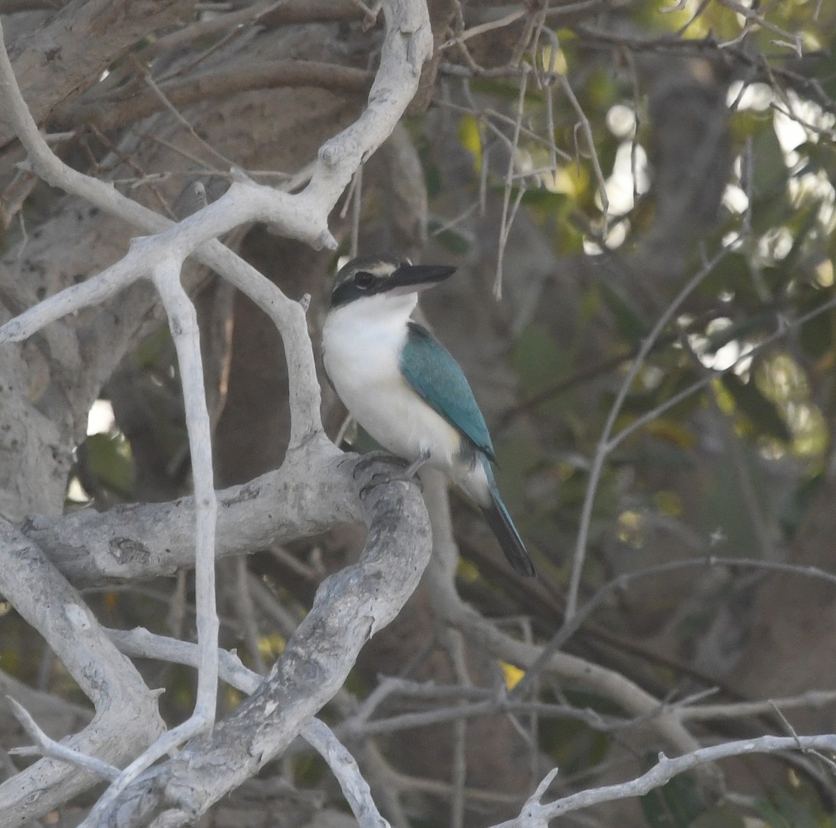 Collared Kingfisher (Arabian) - ML539188851