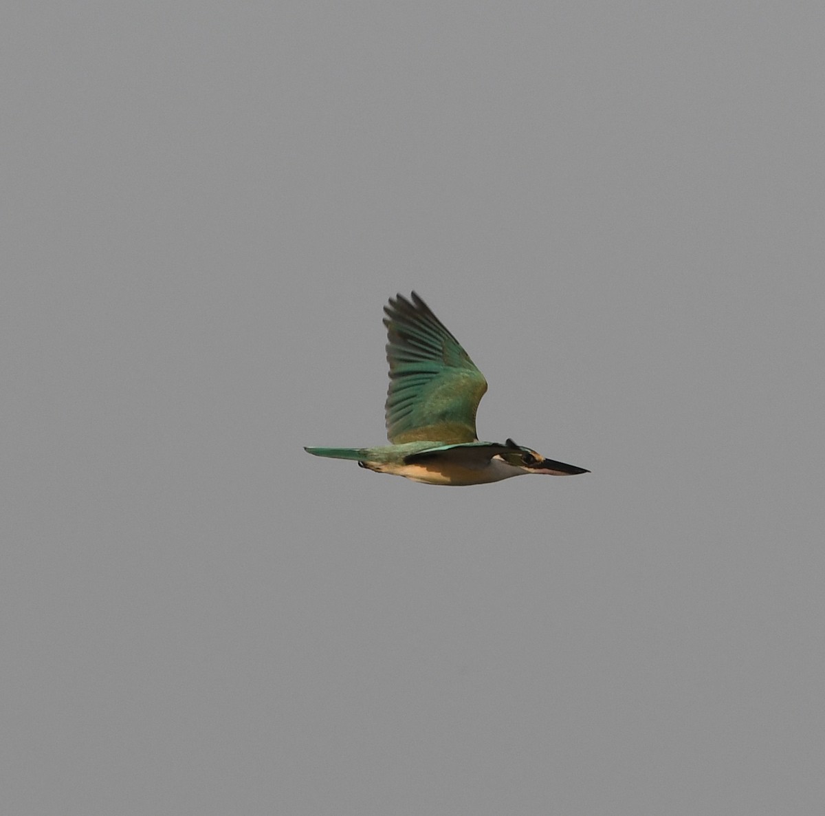 Collared Kingfisher (Arabian) - ML539188891