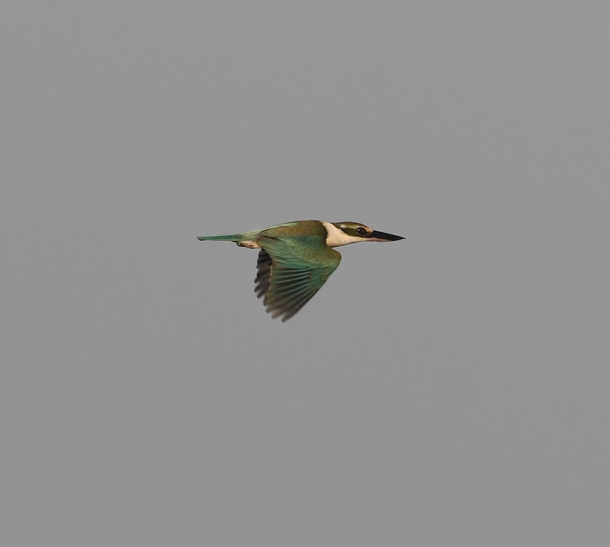 Collared Kingfisher (Arabian) - ML539188901