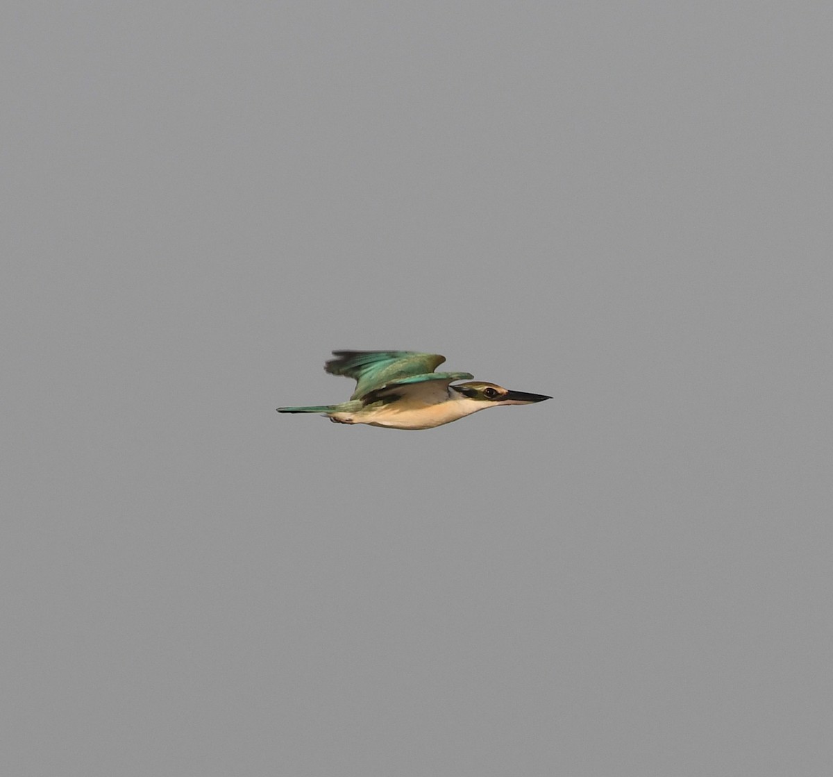 Collared Kingfisher (Arabian) - David Darrell-Lambert
