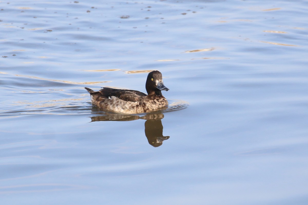 Tufted Duck - ML539191011