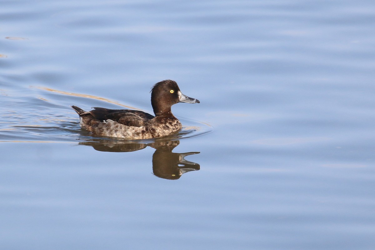 Tufted Duck - ML539191021