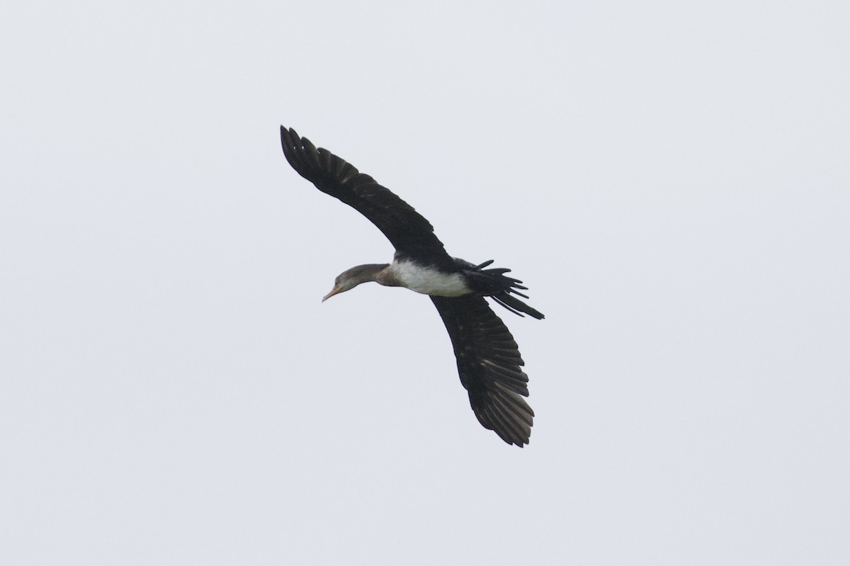Long-tailed Cormorant - ML539195231