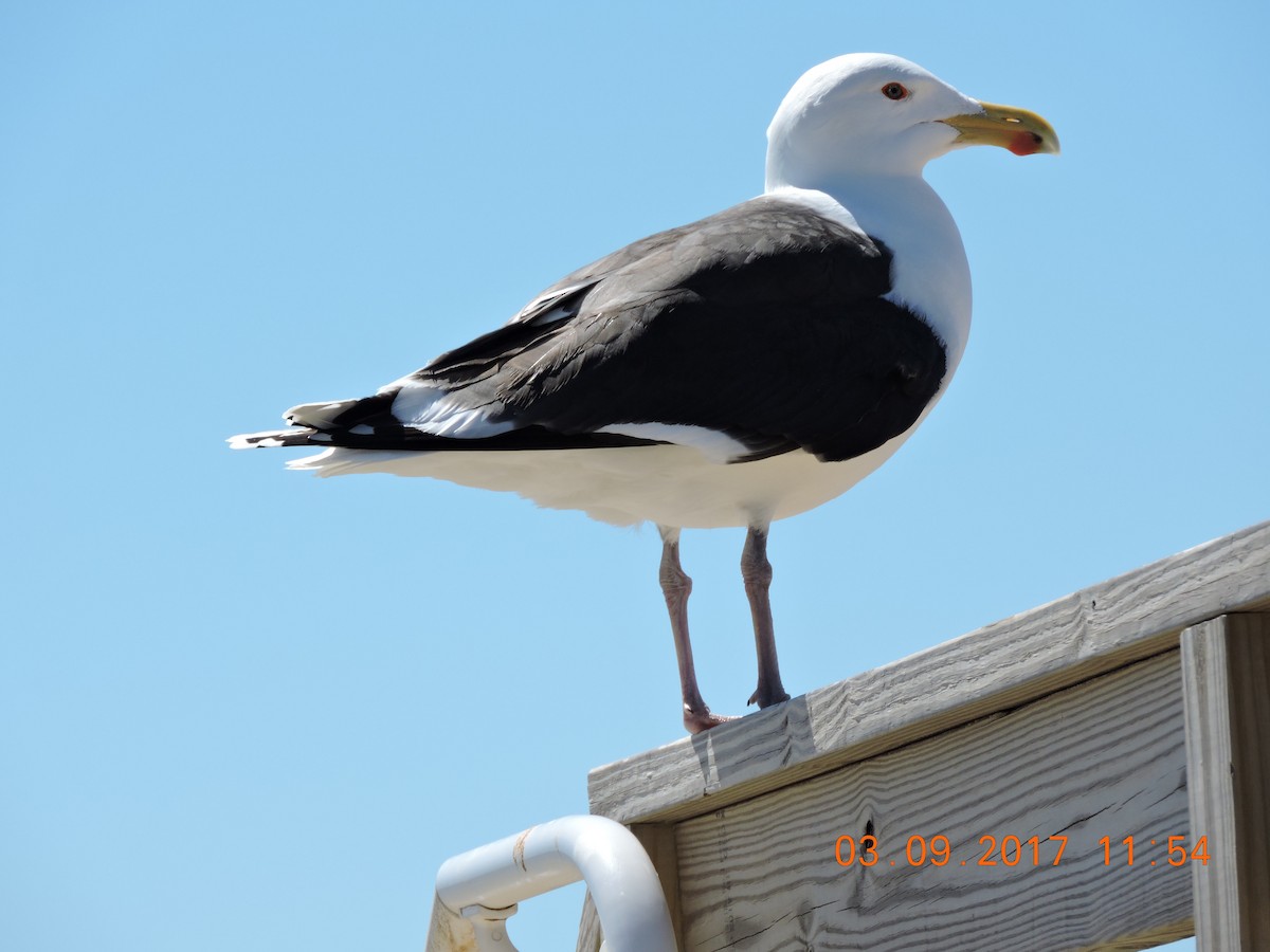 Great Black-backed Gull - ML53919831