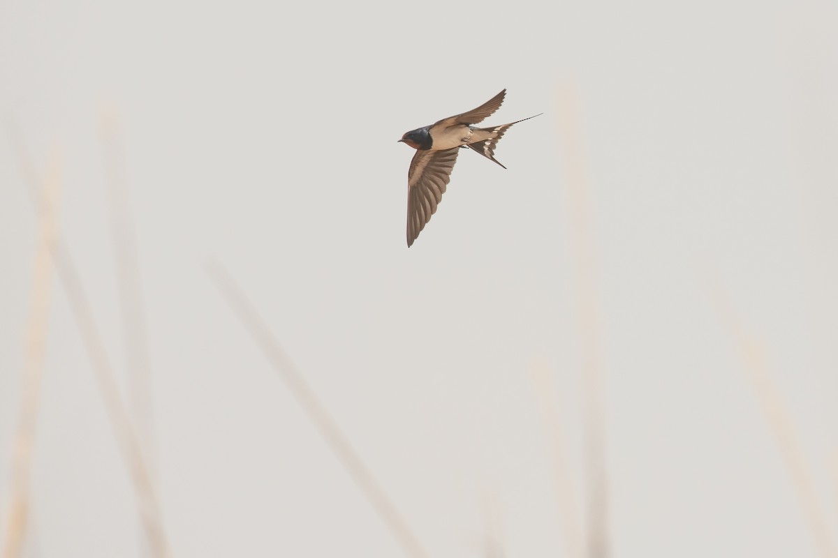 Barn Swallow (White-bellied) - ML539203881