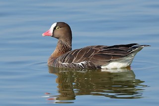 Lesser White-fronted Goose, ML539204751