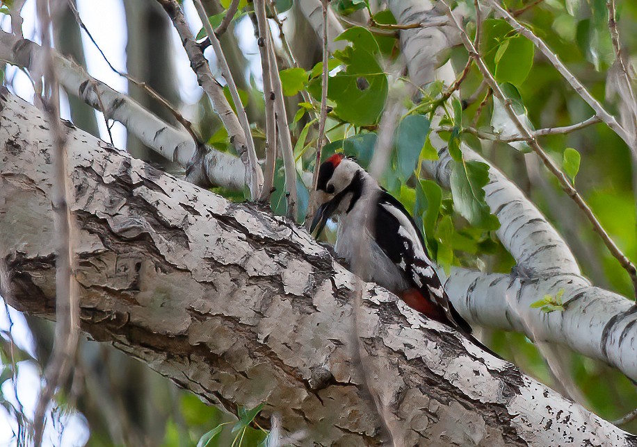Syrian Woodpecker - ML539207441
