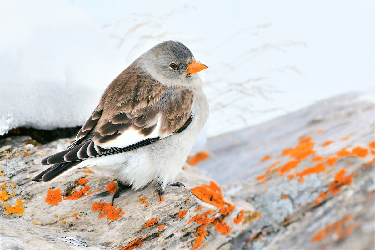 White-winged Snowfinch - Tomáš Grim
