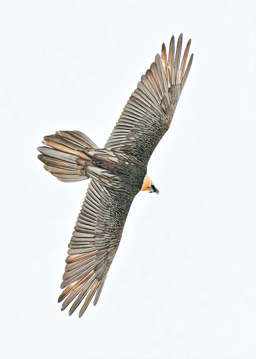 Bearded Vulture (Eurasian) - ML539207801