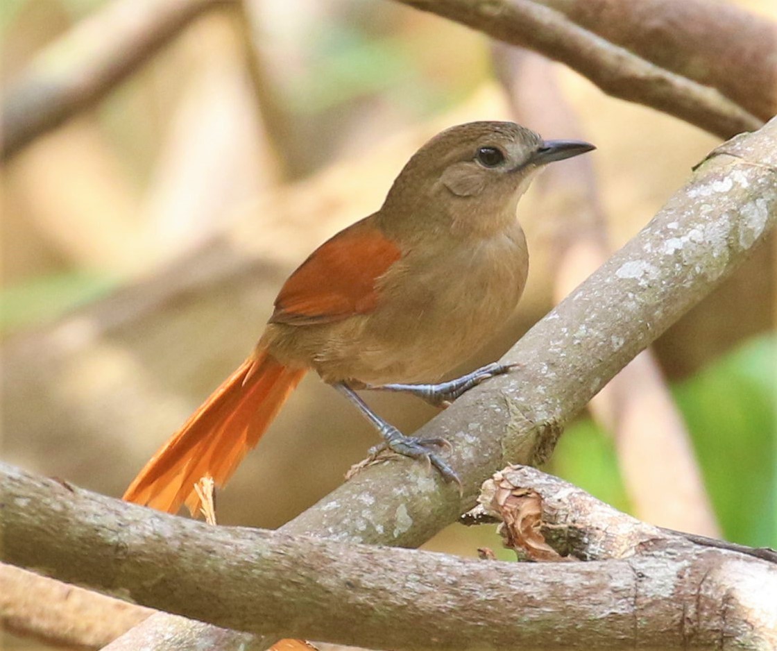 Plain-crowned Spinetail - ML539207941