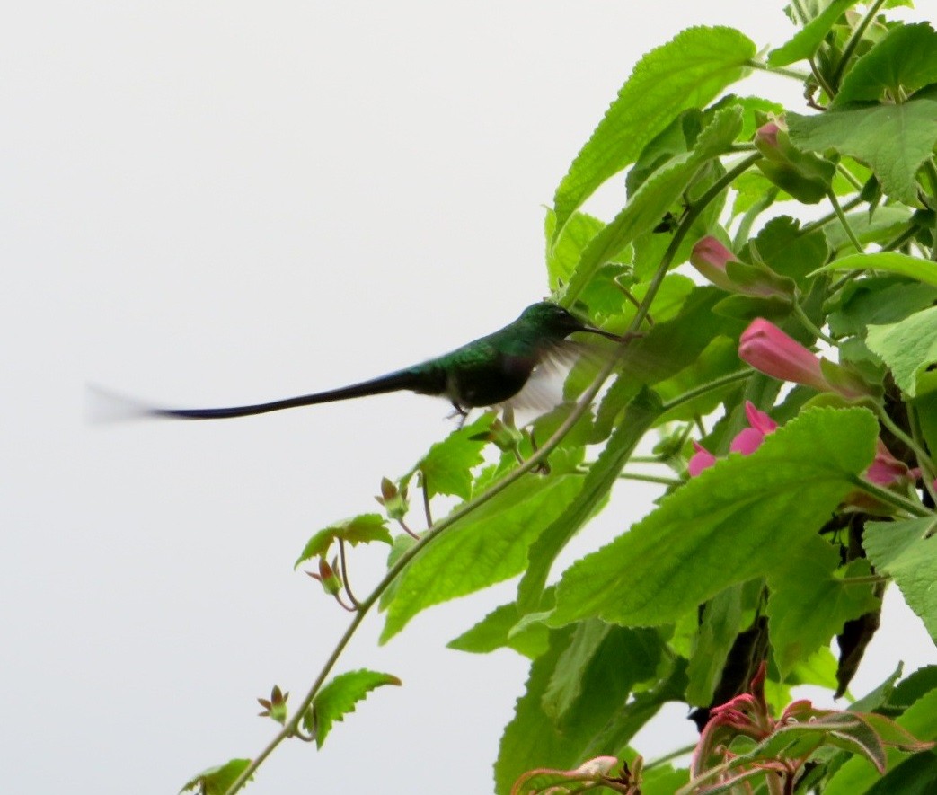 Long-tailed Sylph - ML539208541