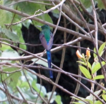 Long-tailed Sylph - ML539208551