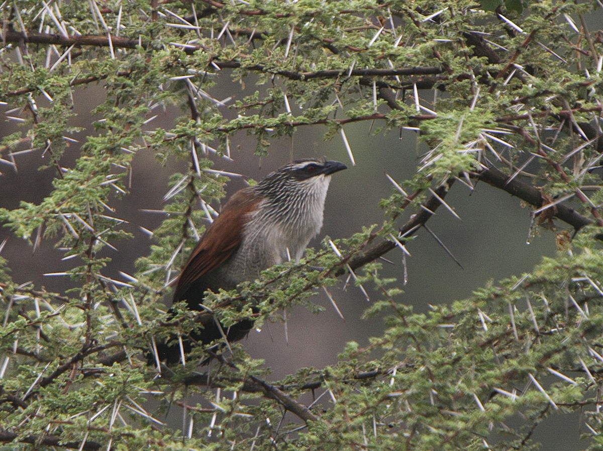 White-browed Coucal - ML539209421