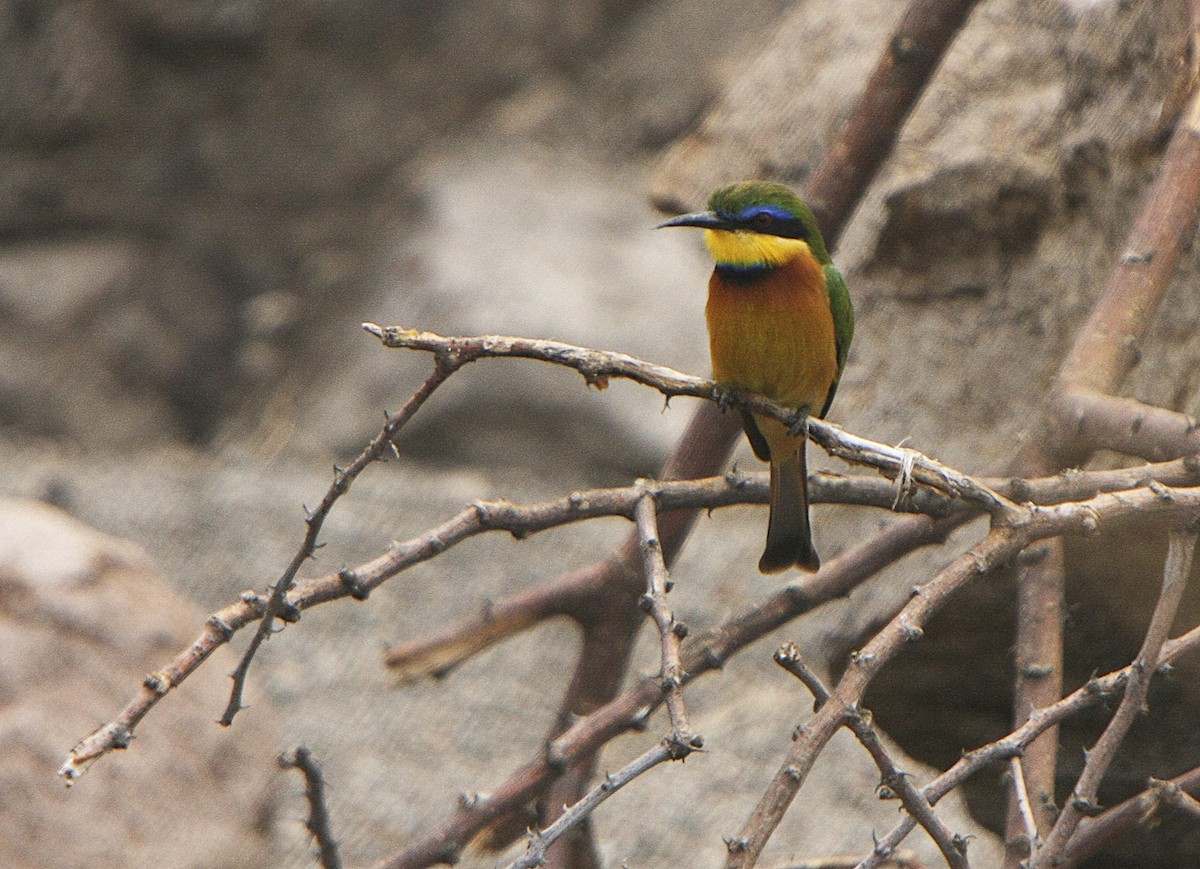 Little Bee-eater - Alfonso Rodrigo