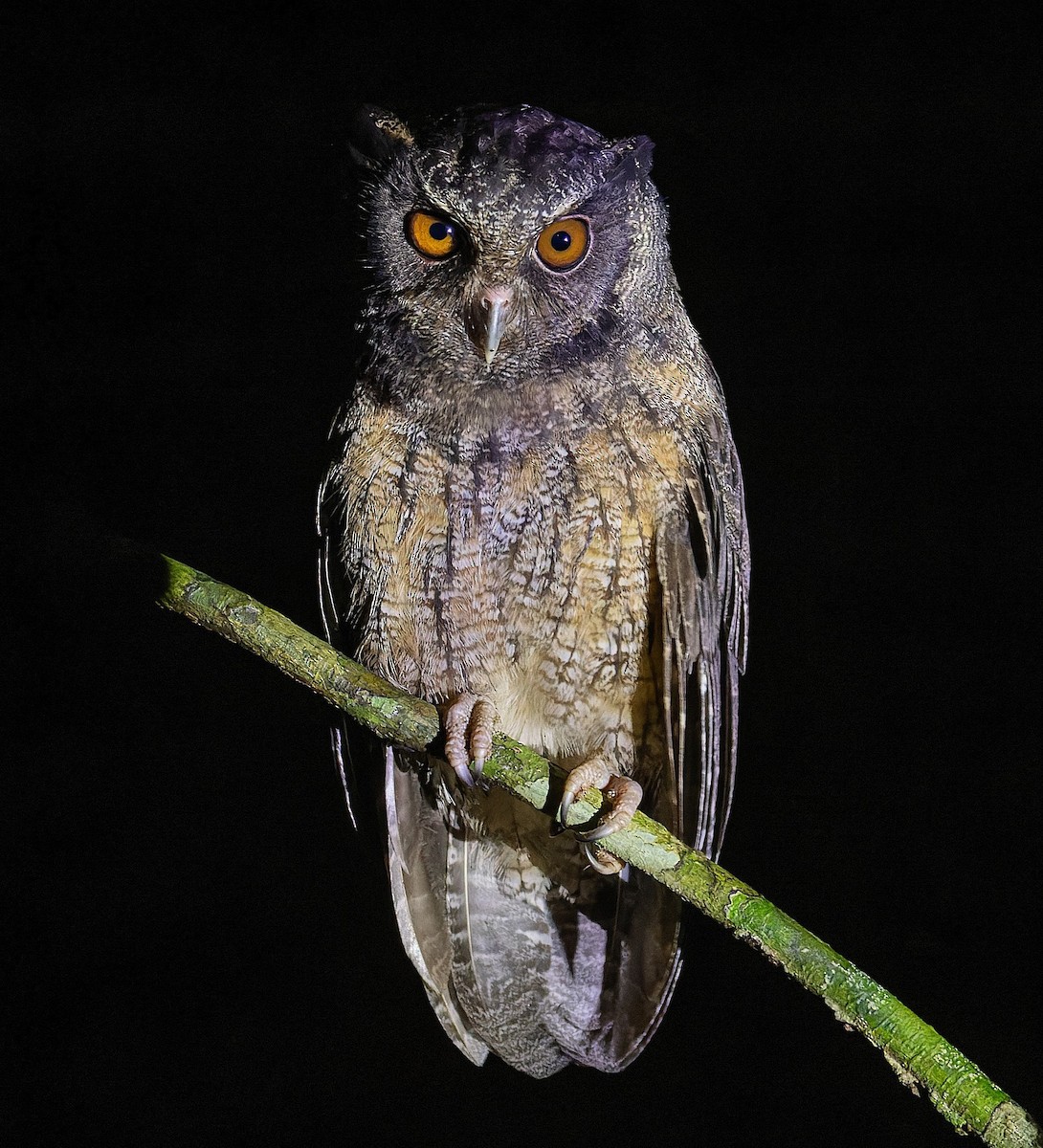 Tawny-bellied Screech-Owl - ML539210101