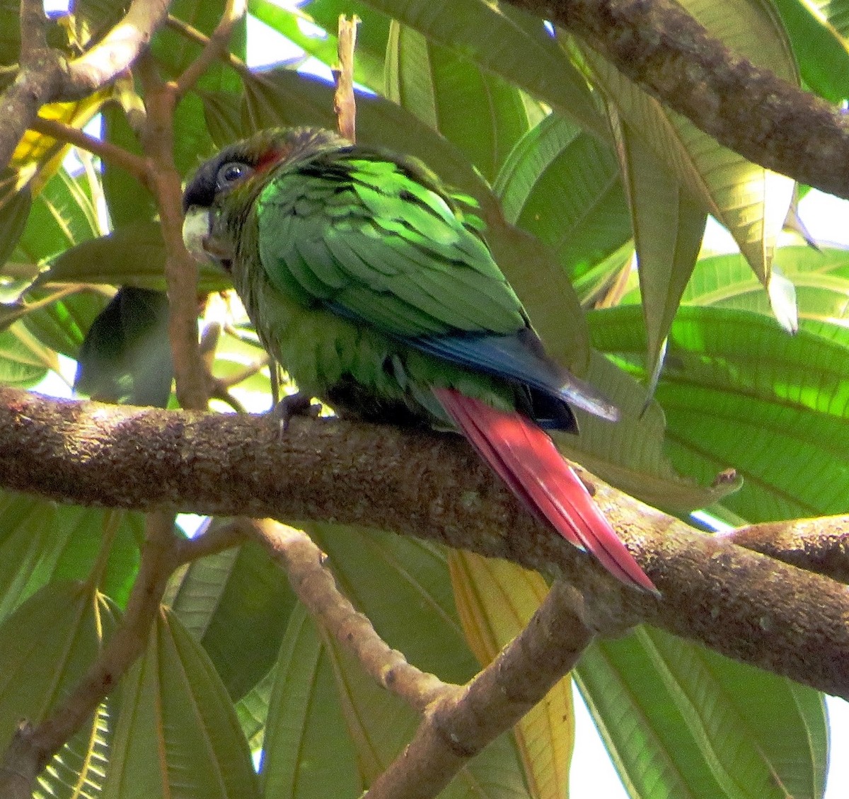 Red-eared Parakeet - ML539211581